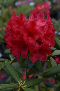 Rhodo griersonianum